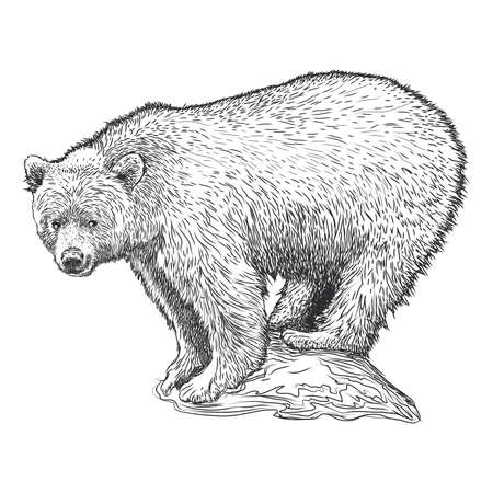 white bear freehand drawing illustration-vectorのイラスト素材