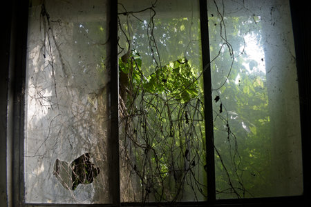 Abandoned house with broken glass and green plants in the window
