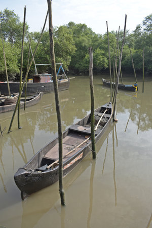 Fisherman boat in the mangrove forest, Thailand.の写真素材