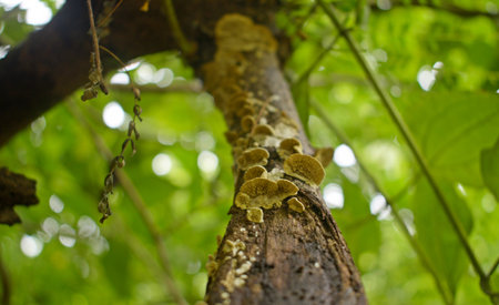 Mushrooms growing on a tree in the rainforest of Belize