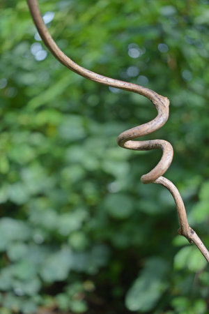 Close up of a twig of a tree in the garden.