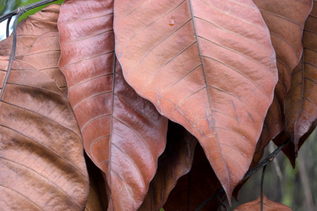 Close-up of dry leaves in the rainforest, Thailand.の写真素材