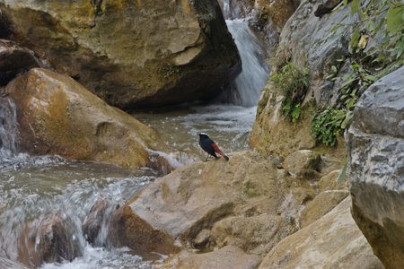 Black-crested pitta bird on the rock in waterfall