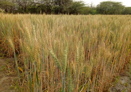 Beawar, Rajasthan, India, March 16, 2021: Barley crop in the field on the outskirts of Beawar. Rajasthan is major producer state of barley crop in India. Photo: Sumit Saraswatの写真素材