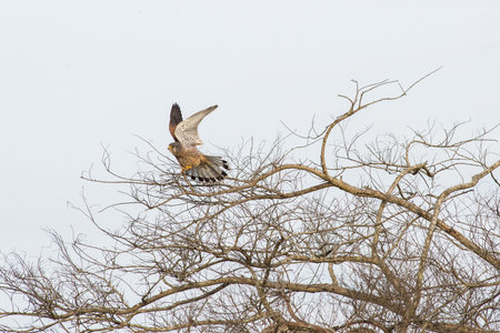 Krestel Hawkの写真素材