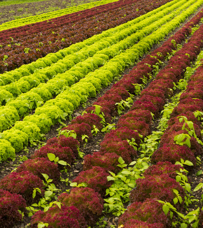 Red and green lettuce field in rural areaの写真素材