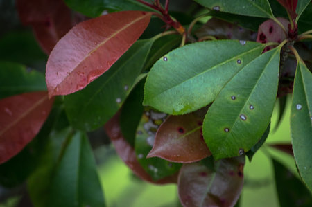 Beautiful Red and Green Leaves