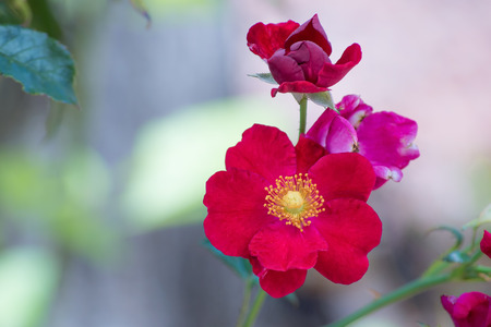 Red Flower in Bloomの写真素材