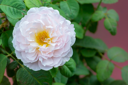 Pink Flower Green Leavesの写真素材