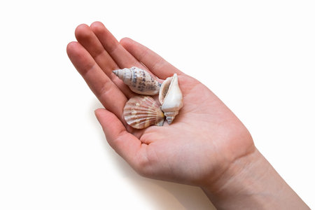 A few sea shells in woman's hand, isolated on a white backgroundの写真素材