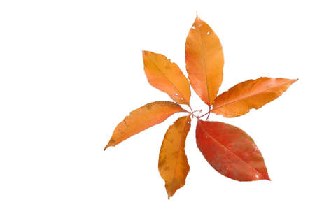 colorful leavesの写真素材