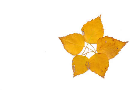 colorful leavesの写真素材