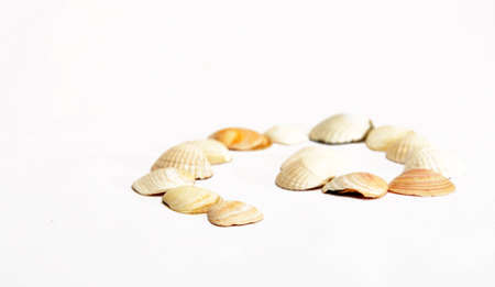 white shells from the seaの写真素材