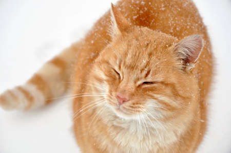 ginger cat on the snowの写真素材
