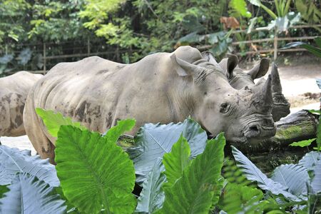 Rhinos in captivityの写真素材