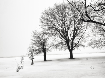 Dark colored trees on a misty morning form a stark contrast against the winterの写真素材
