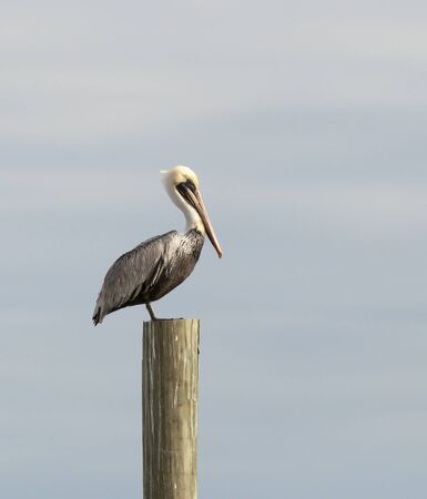 A yellow pelican perches on a piling in Murrellの写真素材