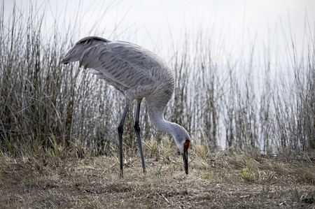 A sandhill crane searches for food の写真素材