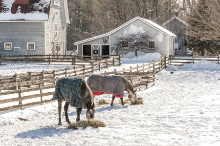 Horses dine on hay in their winter corral in Ballston Spa, New York のeditorial素材