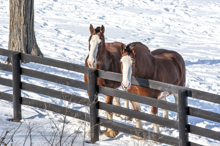 Two colorful horses in the snow near West Charlton, New York の写真素材