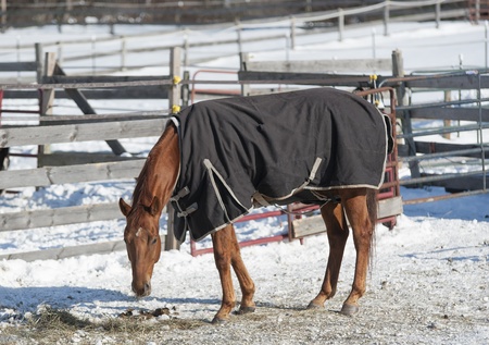 A horse wears his turnout blanket in the frigid weather near Ballston Spa, New York の写真素材