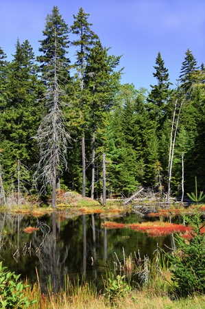 Autumn colors at Otter Creek, Mount Desert Island, Maineの写真素材