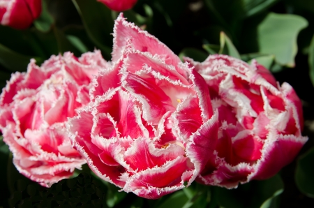 Stunning pink fancy frilled tulipsの写真素材
