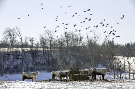 Cattle gather at a winter hay feeder の写真素材
