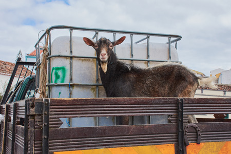 Goat on a truck in the Azoresの写真素材