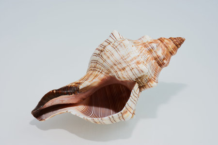 big sea shell on a white background