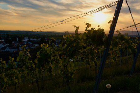 Sunset at a vineyard in Mainzの写真素材