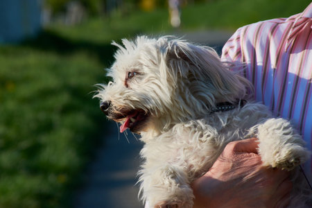 woman's arm carrying maltese dog in the field