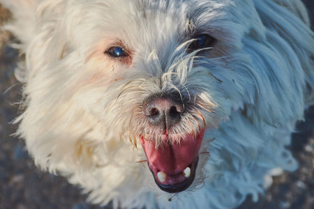 small maltese dog looking into the camera