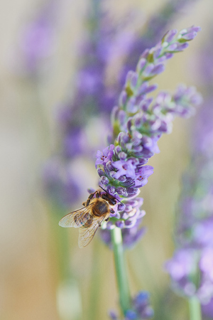 Bee on a lavender plant macro photoの写真素材