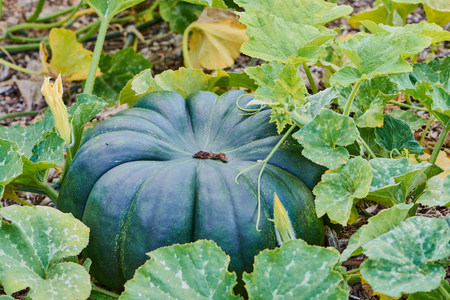 Green pumpkin, ripe in the field between green leavesの写真素材