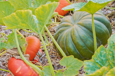 muscat pumpkins beside "Turks turban" squashes in the field with green leavesの写真素材