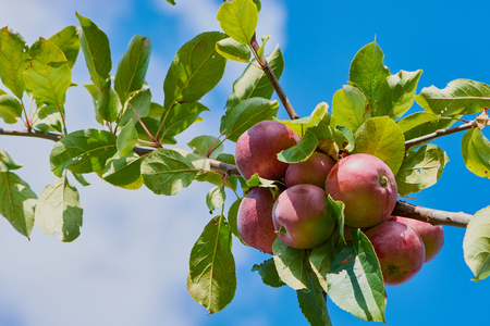 ripe red apples hang on a branch against a blue cloudy skyの写真素材