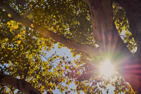 sun shines bright and colorful through branches of a maple tree