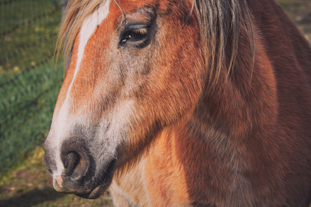 portrait of a light brown horse head from the side in the sunshineの写真素材