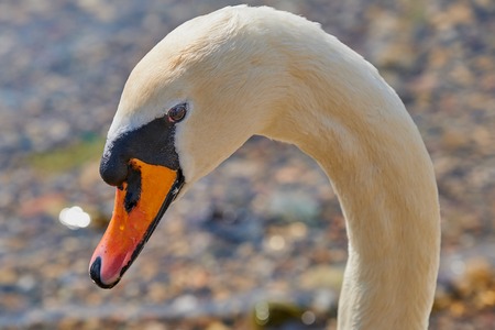 portrait of a mute swan -Cygnus olorの写真素材