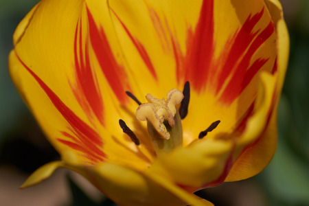 Beautiful red and yellow tulip, blurred background in tulips field or in the garden on spring, view with stamen inside coreの写真素材