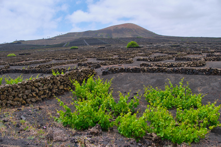 Vineyard, Cultivated fields, La Gueria, Lanzarote Canary Islands Spainの写真素材