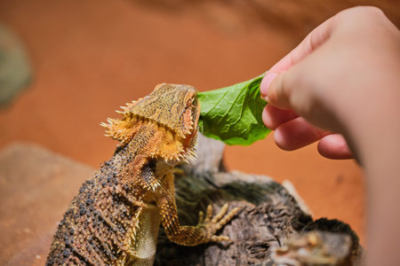 child hand while feeding a bearded dragon with garlic mustard