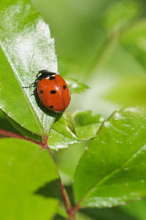 macro of ladybird on a green rose plant leaf on a sunny day, with copy spaceの写真素材