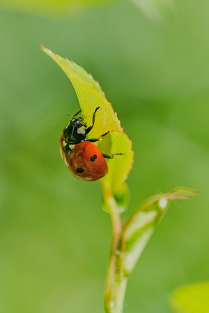 ladybug is eating a greenfly on a leaf of a rose, vertical color macro photoの写真素材