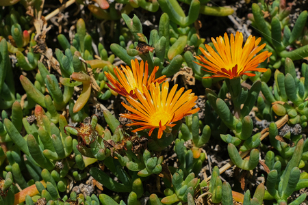close up of orange ice plant - lampranthusの写真素材