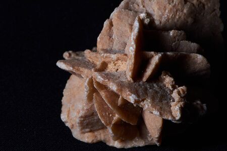 macro color photo of a desert rose on a black backgroundの写真素材