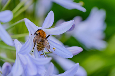 macro of a bumblebee in a blue lily
