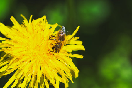 bee is collecting pollen of a yellow dandelion flower