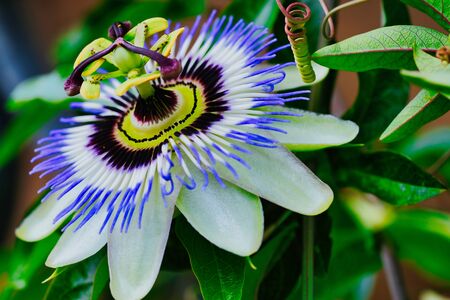 macro photo of the common passion flower, passiflora caeruleaの写真素材